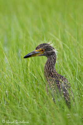 Yellow-crowned Night-Heron