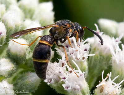Mason/Potter Wasp (male)