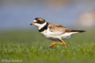Semipalmated Plover