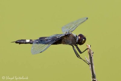 Black Saddlebags