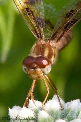 Eastern Amberwing (female)