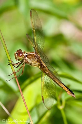 Needham's Skimmer