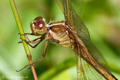 Needham's Skimmer