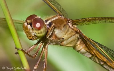 Needham's Skimmer