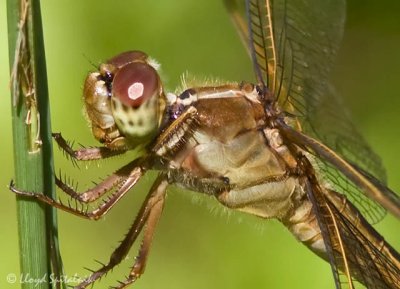 Needham's Skimmer