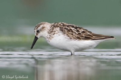 Semipalmated Sandpiper