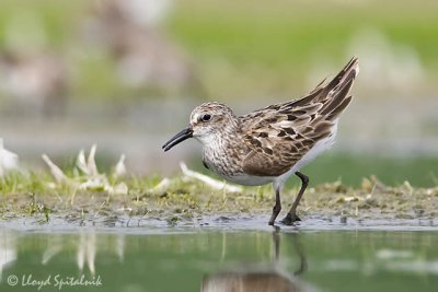 Semipalmated Sandpiper