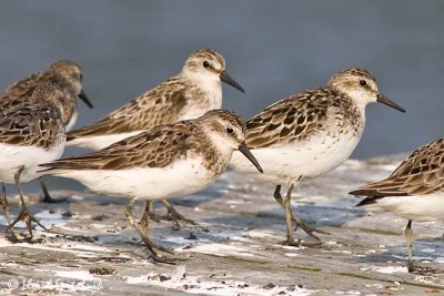 Semipalmated Sandpiper