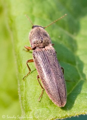 Click Beetle