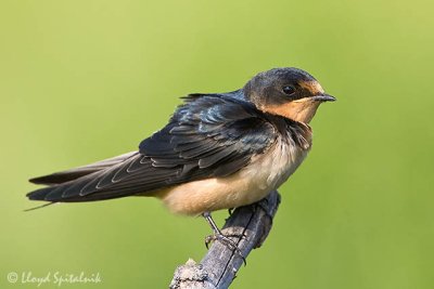 Barn Swallow (juvenile)