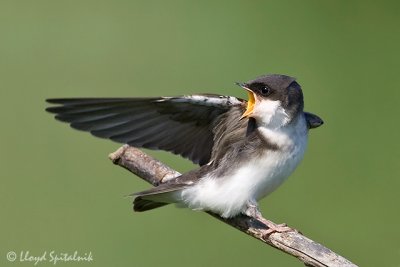 Tree Swallow (juvenile)