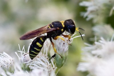 Square-headed Wasp