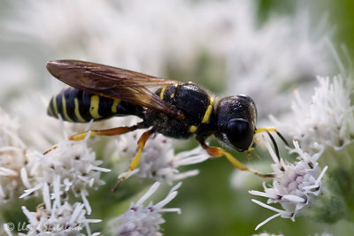 Square-headed Wasp