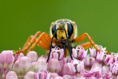 Great Golden Digger Wasp