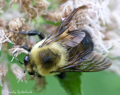 Brownbelted Bumble Bee (male)
