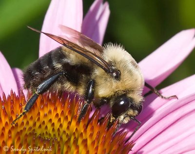 Brownbelted Bumble Bee (male)