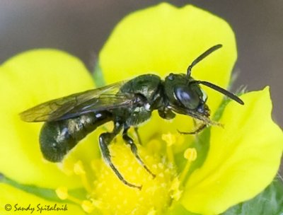 Little Carpernter Bee (male)