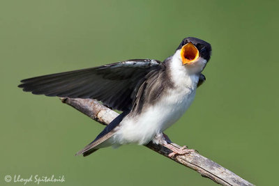 Tree Swallow (juvenile)