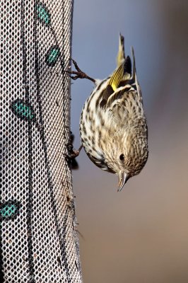 Pine Siskin