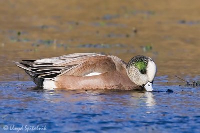 American Wigeon