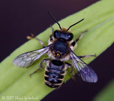 Leaf-cutter Bee (male)