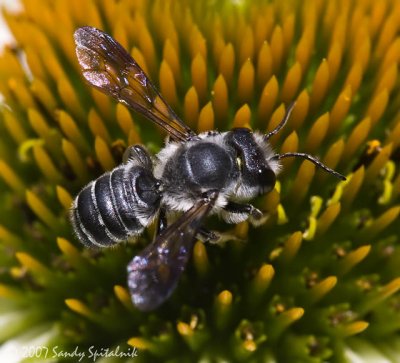 Flat-tailed Leaf-cutter Bee (male)
