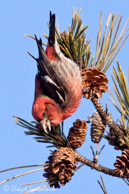 White-winged Crossbill