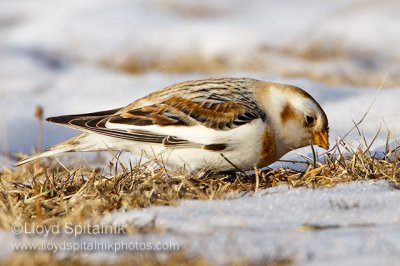 Snow Bunting