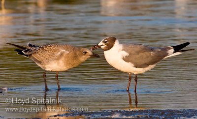 Laughing Gull