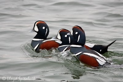 Harlequin Duck