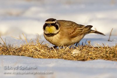 Horned Lark