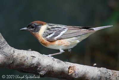 Bay-breasted Warbler