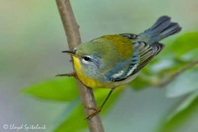 Northern Parula