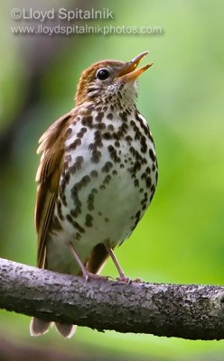 Wood Thrush