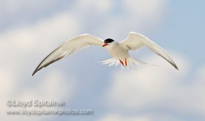 Common Tern