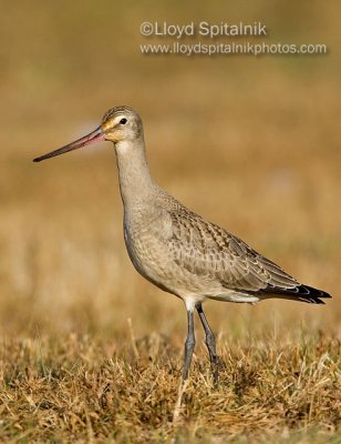 Hudsonian Godwit (juvenile)