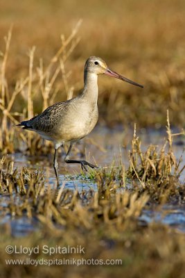 Hudsonian Godwit