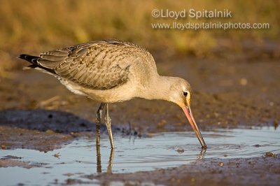 Hudsonian Godwit (juvenile)