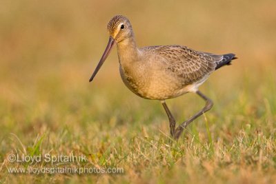 Hudsonian Godwit (juvenile)