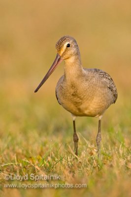 Hudsonian Godwit