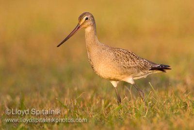 Hudsonian Godwit