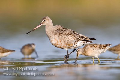 Hudsonian Godwit