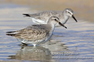 Red Knot