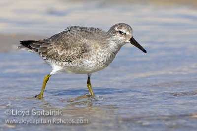 Red Knot