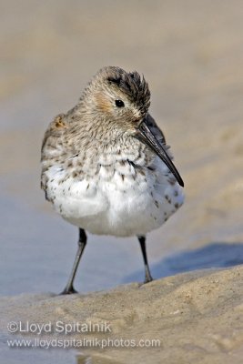 Dunlin