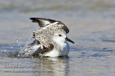Sanderling