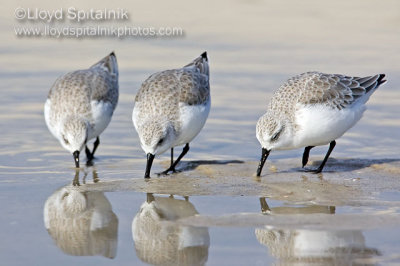 Sanderling