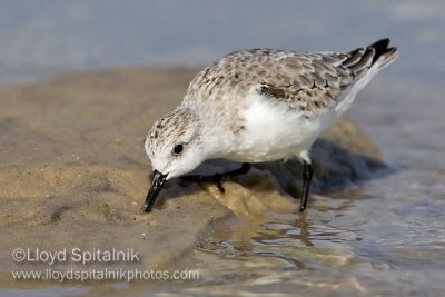 Sanderling