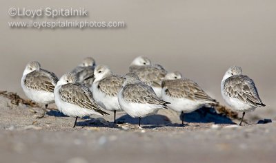 Sanderling