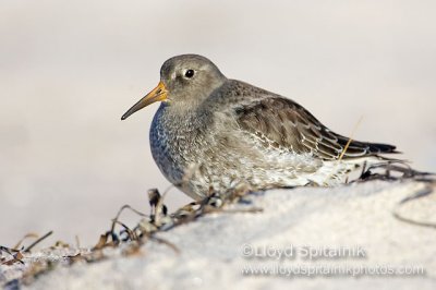 Purple Sandpiper